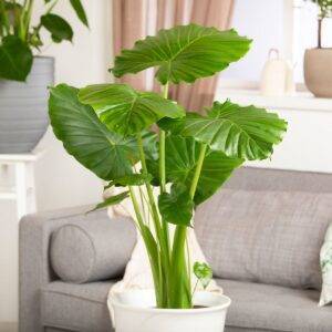 Elefantenohr, Höhe im ca. 60-70 cm