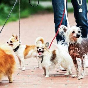 Gassi-Service & Hundetraining – Testpaket 3 Stunden für nur 38 €!